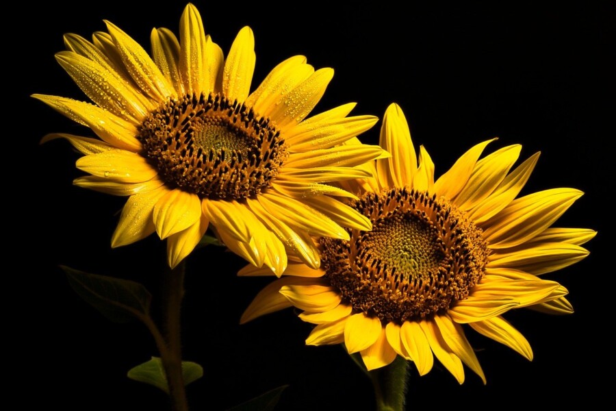 image-sunflowers